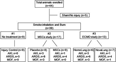 An early HMGB1 rise 12 hours before creatinine predicts acute kidney injury and multiple organ failure in a smoke inhalation and burn swine model